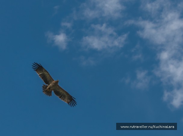 photo 1093222