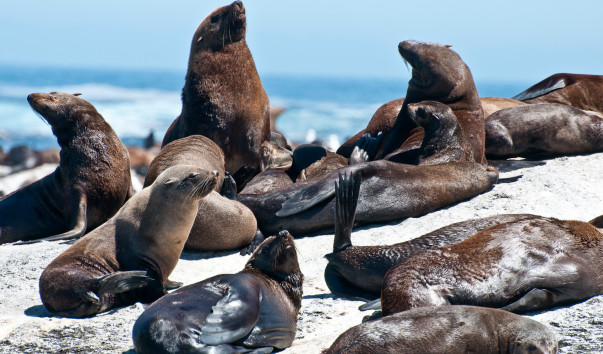 Hout_Bay_0100
