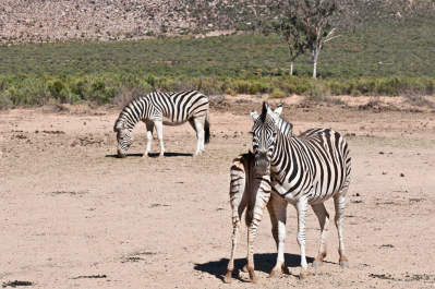 photo 998789