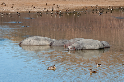 photo 998796