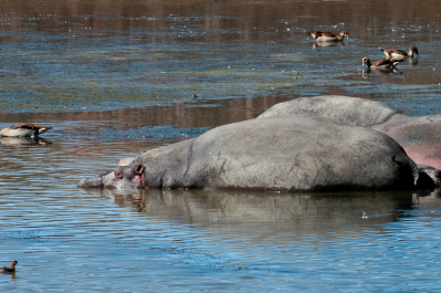 photo 998797