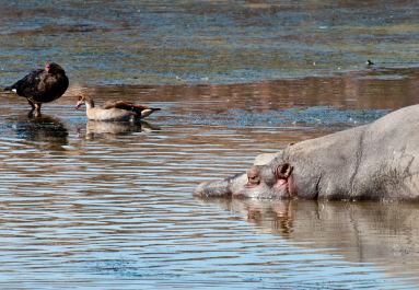 photo 998798