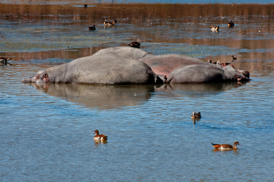 photo 998799