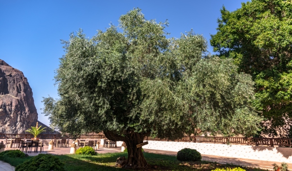 Jordan-3558
