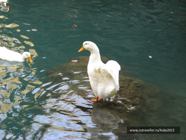 photo 264422