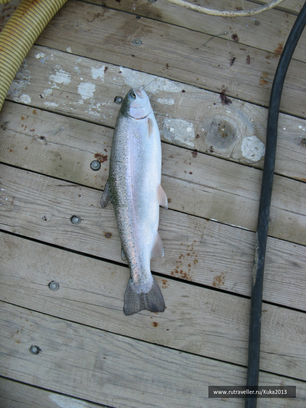 photo 264432