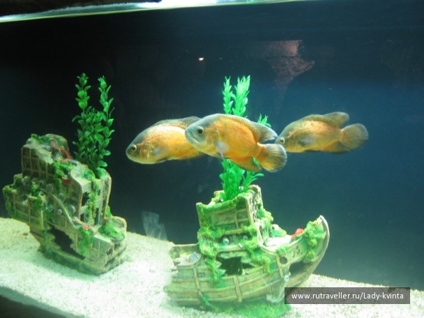 photo 1103775