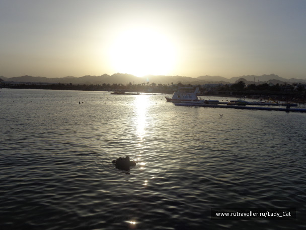 photo 1170412