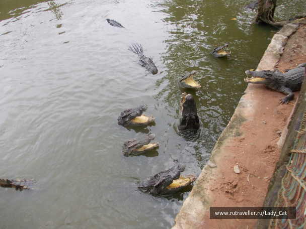 photo 1174678