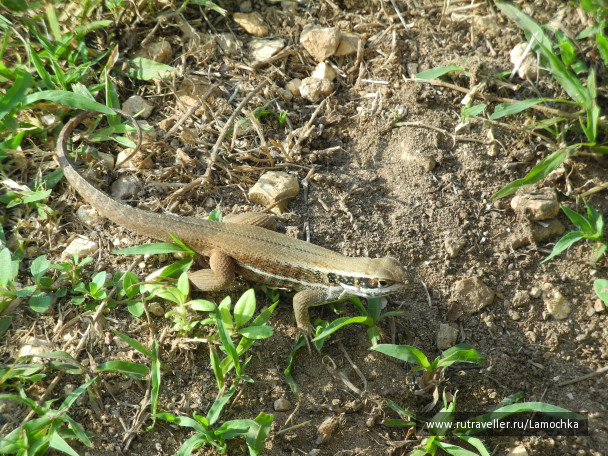 photo 68613