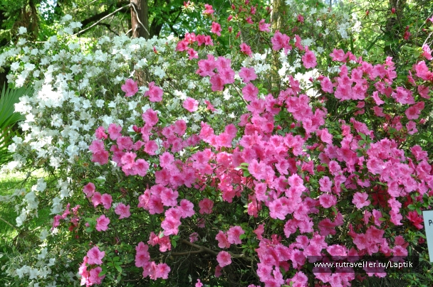 photo 732732