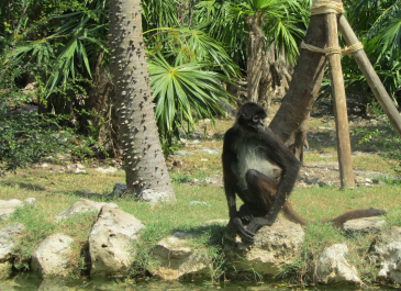photo 327618