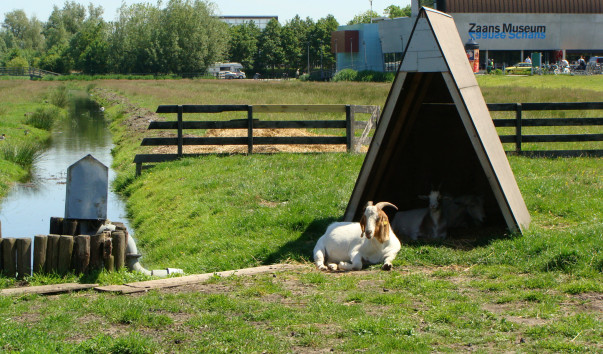Zaanse Schans 090