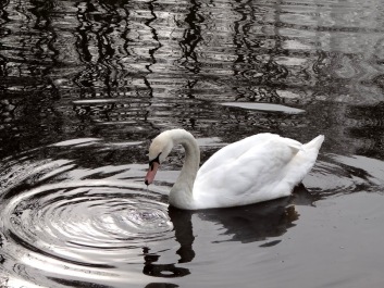 photo 496362