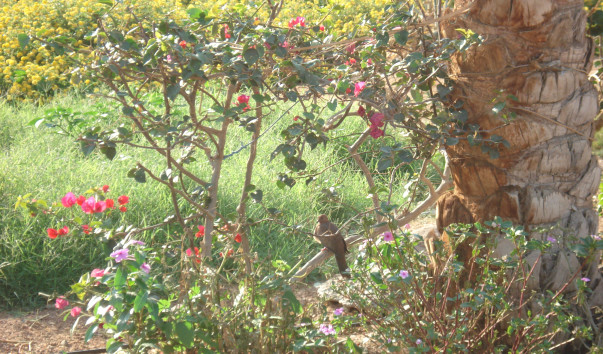 DSC09422