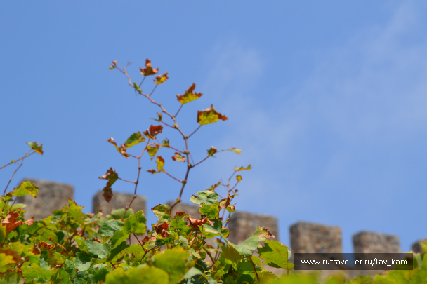 photo 1090562