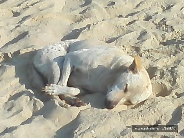 photo 294843