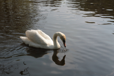 photo 276904