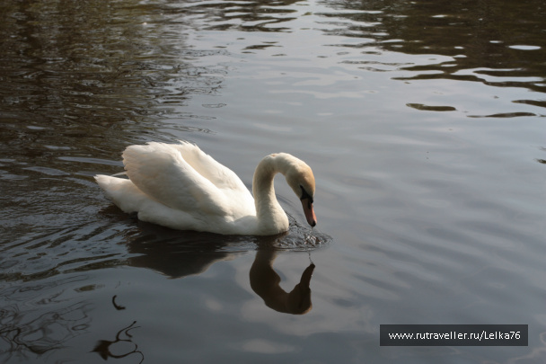 photo 276904