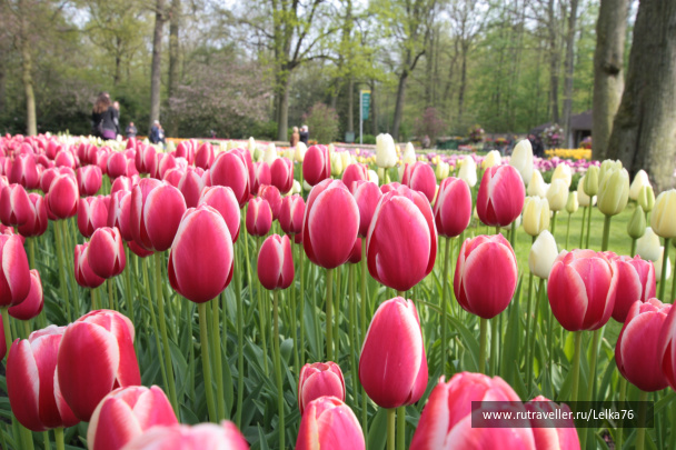 photo 276909