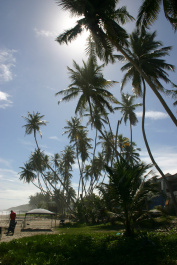 photo 276967