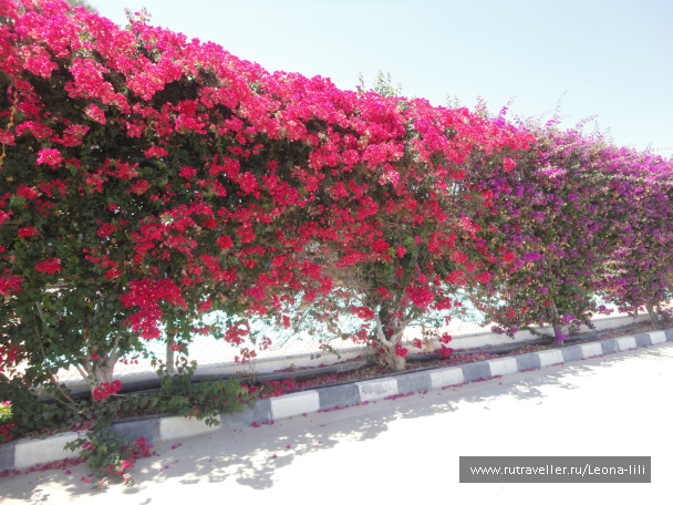 photo 142475