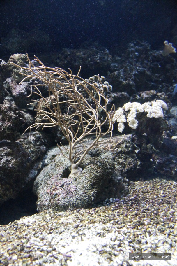 photo 125166