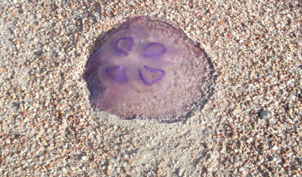 DSCF7696