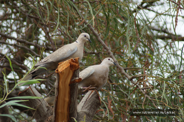 photo 526434