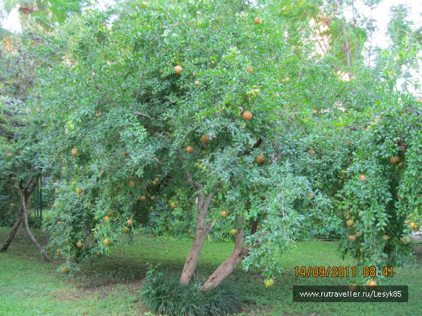 photo 411901