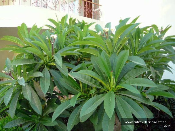 photo 775971