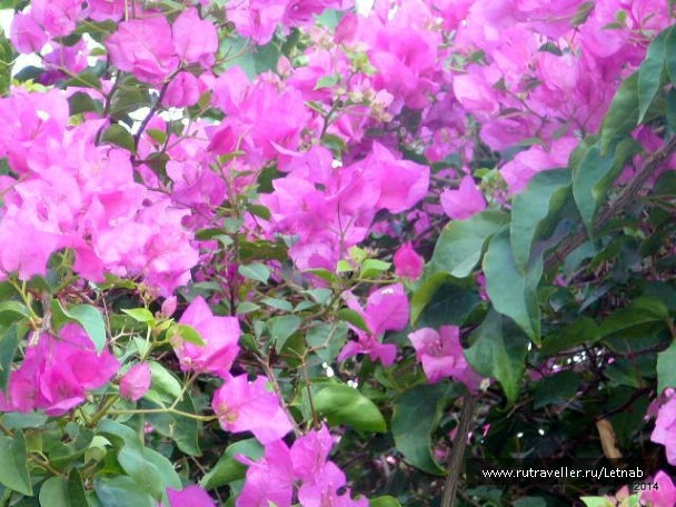photo 775973