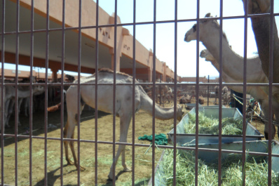 photo 200361