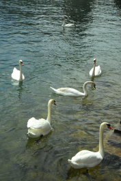 photo 176878