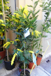 photo 289337