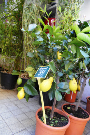 photo 289338