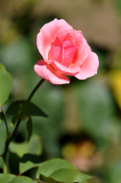 photo 44552