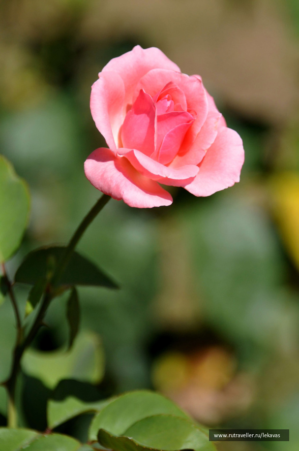photo 44552
