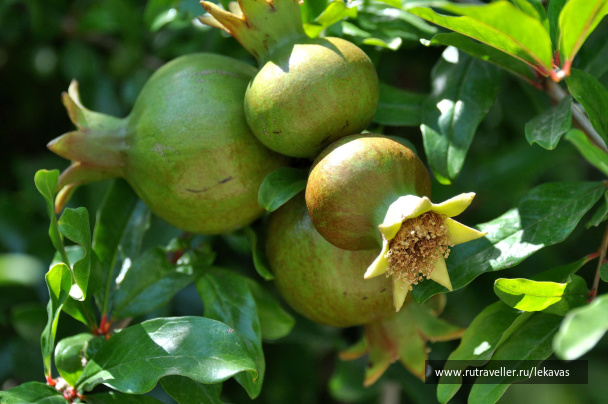 photo 44573