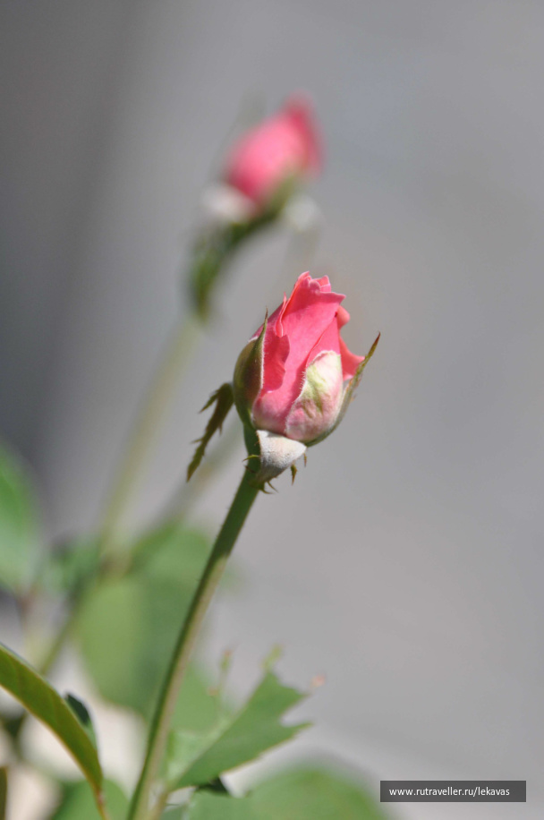 photo 469926