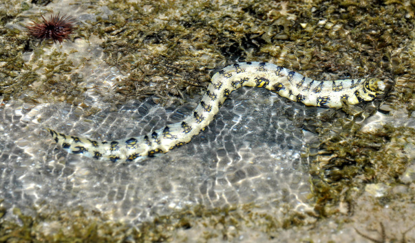 Житель Красного моря