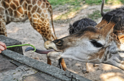 photo 325524