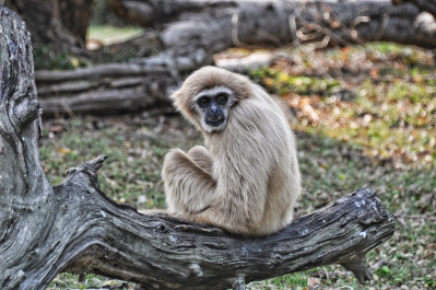 photo 378478