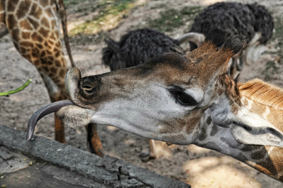 photo 649290