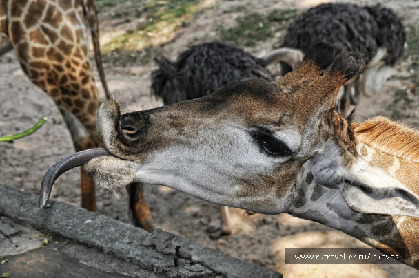photo 649290