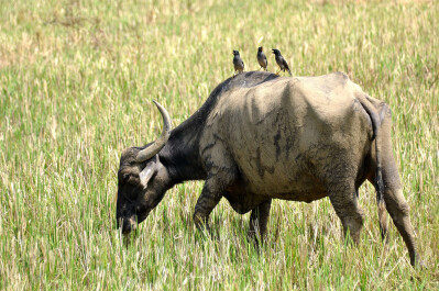 photo 43044