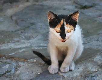 photo 224520
