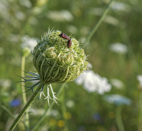 photo 694861