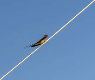 photo 697373