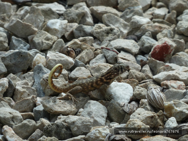 photo 548813